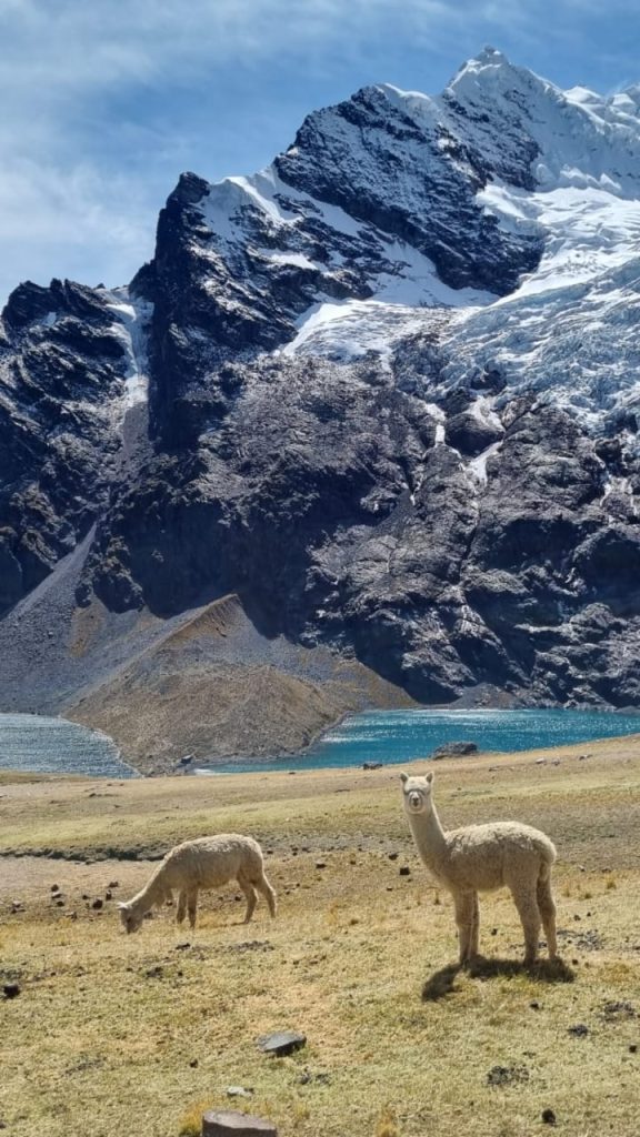 Alpacas and snow-capped peaks along the 3-day Ausangate trek