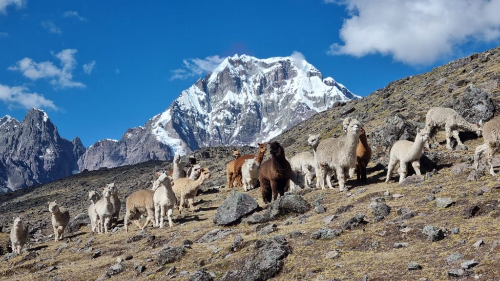 Alpacas grazing along the Ausangate Classic Trek trail
