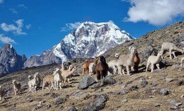 Alpacas grazing along the Ausangate Classic Trek trail