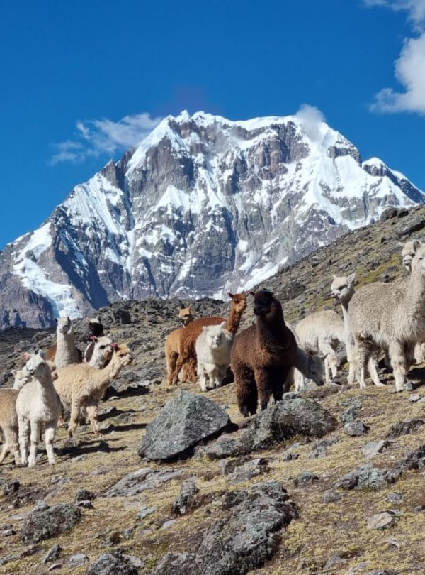 Alpacas grazing along the Ausangate Classic Trek trail
