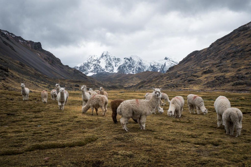 Alpacas grazing near Pucacocha Lagoon on the Ausangate trail