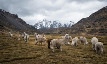 Alpacas grazing near Pucacocha Lagoon on the Ausangate trail