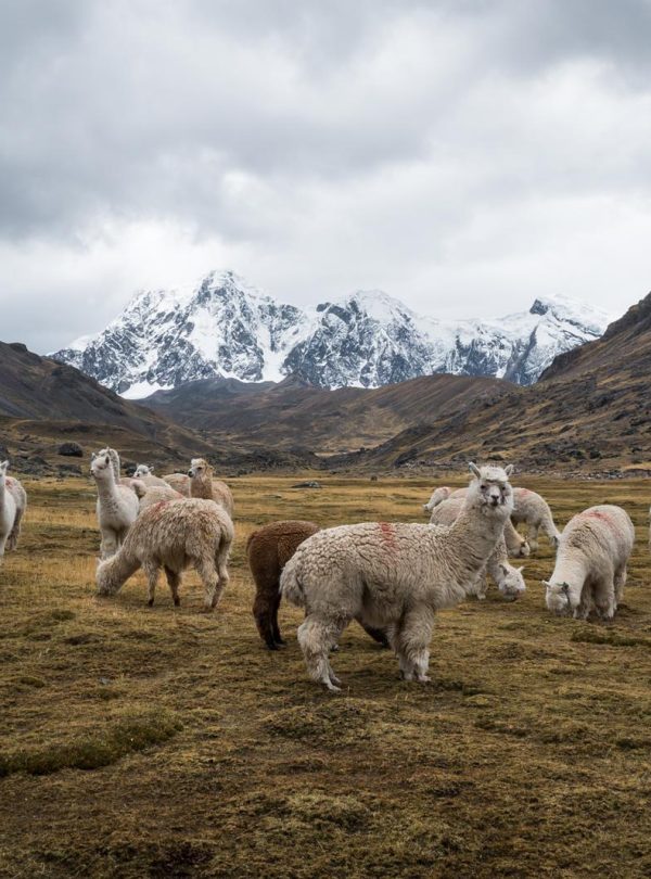 Alpacas grazing near Pucacocha Lagoon on the Ausangate trail