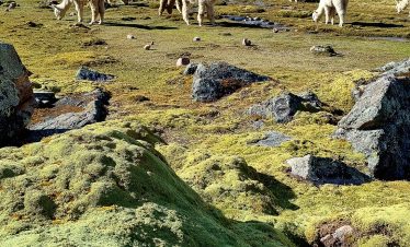 High Andean landscape with alpacas and the Ausangate Glacier on the Ausangate Trek Peru