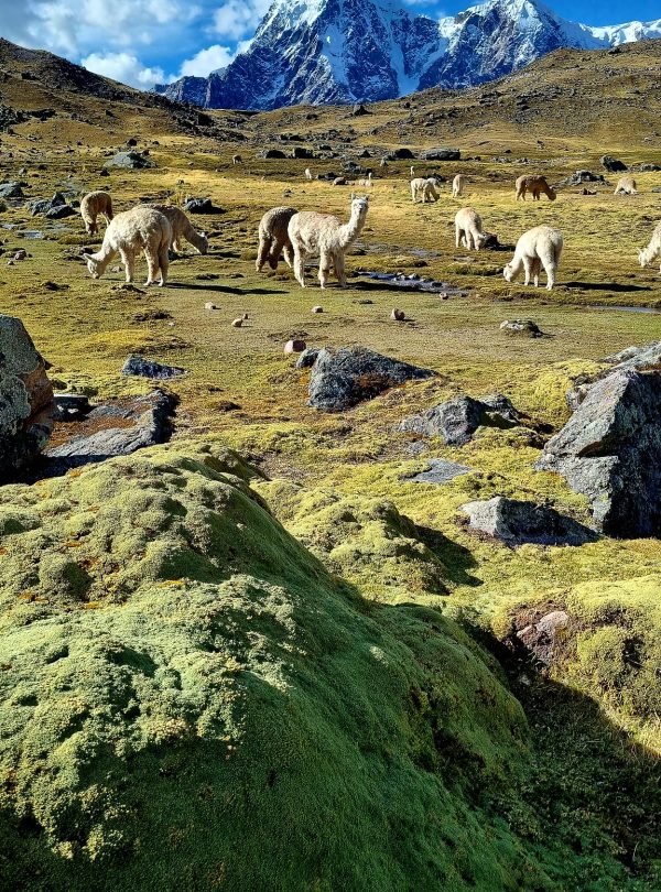 High Andean landscape with alpacas and the Ausangate Glacier on the Ausangate Trek Peru