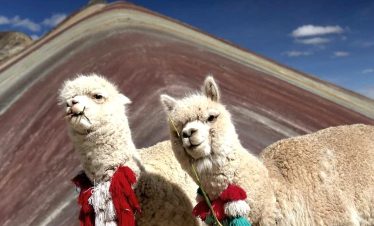 Alpacas grazing in front of Rainbow Mountain Vinicunca during the Full Day Tour from Cusco