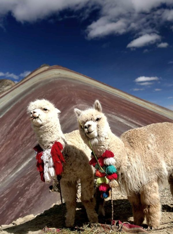 Alpacas grazing in front of Rainbow Mountain Vinicunca during the Full Day Tour from Cusco