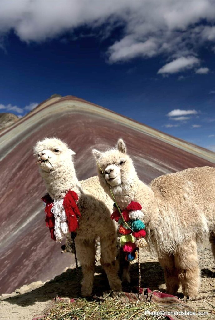 Alpacas grazing in front of Rainbow Mountain Vinicunca during the Full Day Tour from Cusco